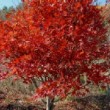 Erable du Japon ou Acer palmatum en automne