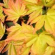 Feuillage d'automne de l'érable du Japon 'Orange Dream' ou Acer palmatum 'Orange Dream'