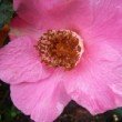 Camellia en automne