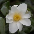 Fleur blanche du camélia 'Amzer Nevez' au printemps
