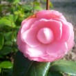 Superbe fleur de Camellia japonica 'Berenice Perfection' au début de son épanouissement.