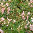 Photo d'escallonia en fleur prise par les Pépinières HUCHET.