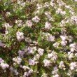 Photo de véronique en fleur prise par les Pépinières HUCHET.