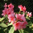 Photo de fleurs de rhododendron 'Anna Rose Whitney' prise par les Pépinières HUCHET