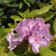 Photo de fleurs de rhododendron 'Boursault' prise par les Pépinières HUCHET