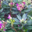 Rhododendron ponticum - pot de 5 litres (H : 30 à 50 cm)
