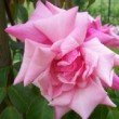 Fleur du rosier 'Lafollette' au mois de mai dans un jardin.