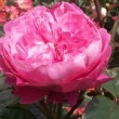 Jolie fleur parfumée de rose 'Académia' ®