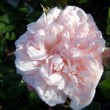 La rose 'Alexandre Trémouillet' est une rose ancienne issue d'un hybride de wichuraiana