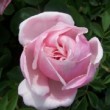 La rose 'Alliance Franco-Russe' est une rose ancienne. C'est un rosier hybride de thé dont le port est arbustif.