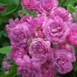 Rosa 'Amethyste' est un rosier sarmenteux ancien.La floraison n'est pas remontante.