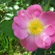 Rosa 'Amy Robsart' est un rosier hybride de Rubiginosa.La floraison n'est pas remontante.