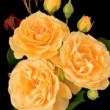 Joli bouquet de rose 'Anisade' ®