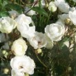 La rose 'Anna Maria de Montravel' est une rose ancienne. C'est un rosier polyantha au port compact et à la ramure presque inerme. 