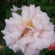 Rosa 'Arethusa' est un rosier ancien.La floraison est remontante.