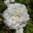  Rosa 'Armide' est un rosier alba non remontant.