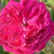  Rosa 'Beau Narcisse'  est un rosier gallique non remontant.