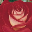 Rosa 'Bicolette' est un rosier hybride de thé.