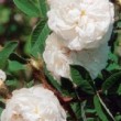Belles fleurs de la rose 'Blanche Moreau'