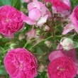 La rose 'Casimir Moullé' est une rose ancienne.