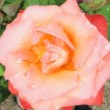 Rose 'Christophe Colomb' ® dans un jardin
