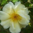 Rosa 'Daybreak' est un rosier hybride de Rosa moschata.
