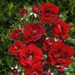 Rosa 'Rose de Fleurie' est un rosier hybride de thé.