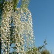 Photo de fleurs de glycine blanche prise par les Pépinières HUCHET