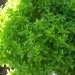 Basilic, Basilic grand vert