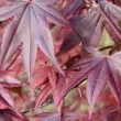 Feuilles pourprées d'Acer palmatum 'Bloodgood' ou érable du Japon 'Bloodgood'
