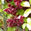 Akebia quinata est une plante grimpante originaire d' asie dont les folioles sont très parfumées.