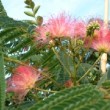 Photo de fleurs d'arbre à soie 'Ombrella' prise par les Pépinières HUCHET