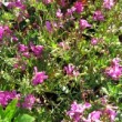 Fleurs violettes d'arabette appelée également corbeille d'argent