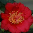 Fleur rouge du camélia 'Bleunienn an Trev'
