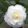 Fleur blanche du camélia 'Dahlohnega' 