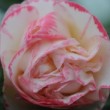 Fleur rose du camélia 'Margaret Davis' 