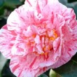 Fleur bicolore du camélia 'Mrs Nellie Eastman'
