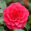 Fleur rouge du camélia 'Roger Hall'