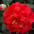 Fleur rouge du camélia 'Sutcliffe's Sunset'