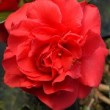 Fleur rouge du camélia 'Tom Knudsen'