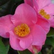 Fleur du camélia 'Camellia 'Anne Marie Pichon'