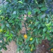 Mandarinier - ¼ de tige en pot de 5 litres (H : 60 à 80 cm)