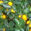 Jolis fruits orange du mandarinier calamondin