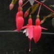 Photo de fuchsia en fleur prise par les Pépinières HUCHET.