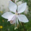 Magnifique fleur de Gaura lindheimeri en été dans un jardin du sud-ouest de la France.