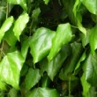 Le lierreHedera colchica  est un lierre grimpant aux grandes feuilles vertes
