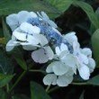 Fleurs blanches de l'hortensia 'Lanarth White'