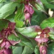 Fleurs pourpres de Leycesteria formosa 'Purple Rain' 