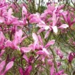 Inflorescences de Magnolia 'Susan'