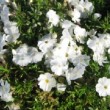 Fleurs blanches de Phlox douglasii 'White Admiral' 